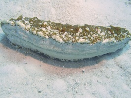 025 Three Rowed Sea Cucumber   IMG 5336